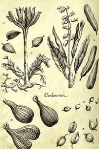 cardamom